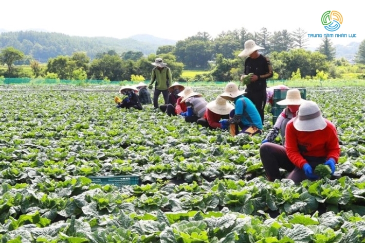 xuat khau lao dong han quoc visa e8